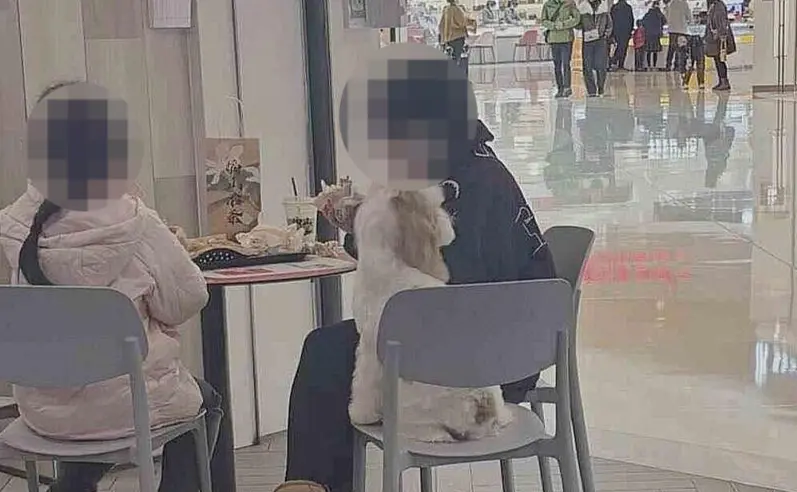 ▲顾客带的小狗坐在椅子上 图据网友