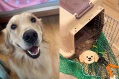 商务舱中国籍女子黄金猎犬离奇惨死  悲痛索赔