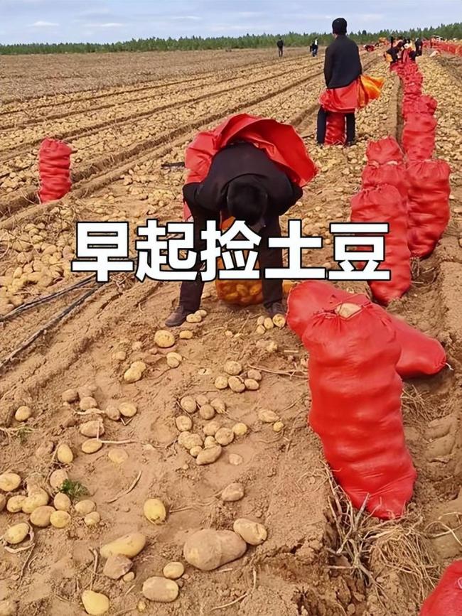四川小伙赴内蒙捡土豆 工资到账他当场看呆